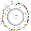 ﻿Complete chloroplast genome sequence o ...