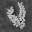 ﻿New insights into the chromosomes o ...