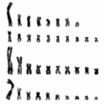 ﻿Chromosomes of the genus Arge Schrank, 1 ...