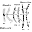 ﻿An updated Atlas of Helophorus chromosomes