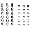 Karyotype analysis of Quasipaa spinosa ...