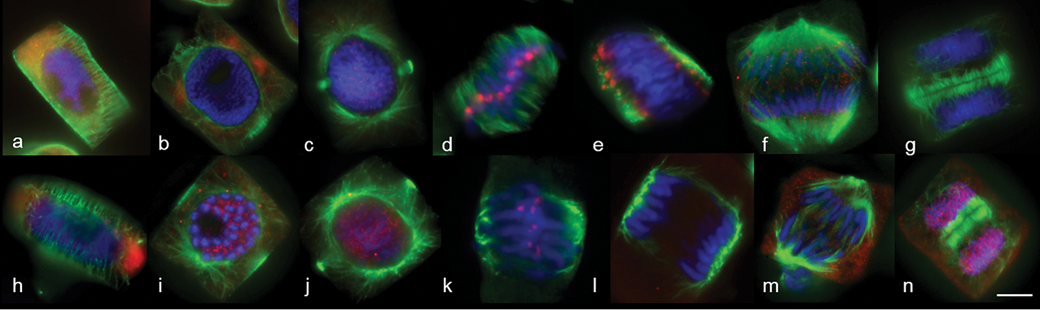 Random Chromosome Distribution In The First Meiosis Of F1 Disomic Substitution Line 2r 2d X Rye Hybrids Abdr 4 28 Occurs Without Bipolar Spindle Assembly